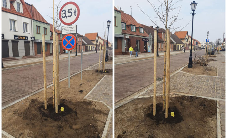 W Łebie sadzą nowe drzewka, aby rekompensować te wcześniej wycięte