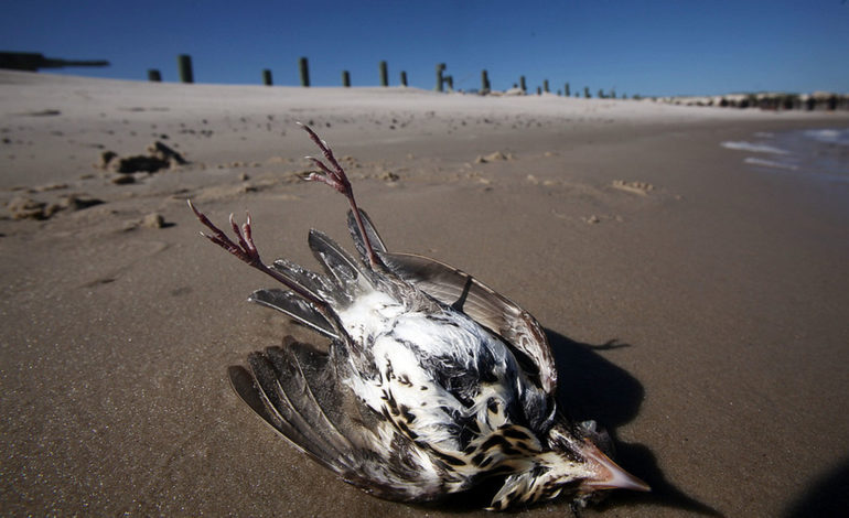 Dziesiątki martwych ptaków na plaży w Łebie! Ptasia grypa w powiecie lęborskim?