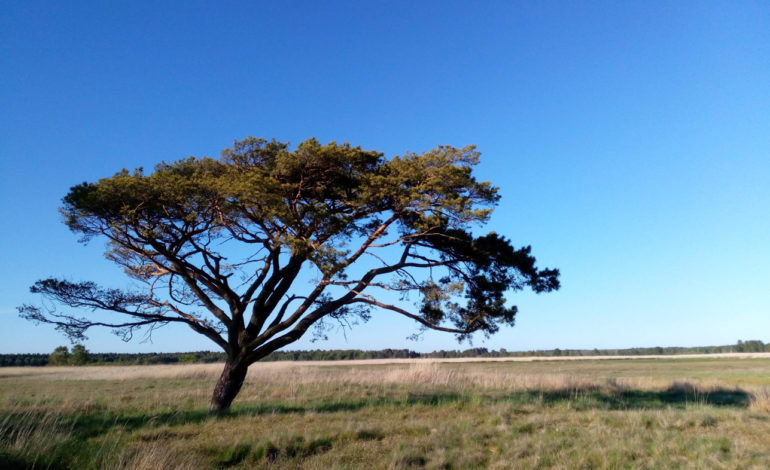 Samotna sosna z SPN nominowana w konkursie Drzewo Roku 2021