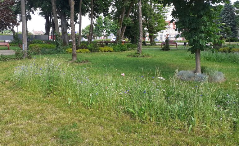 W lęborskim Parku Michalskiego możemy zobaczyć już małe łąki kwietne