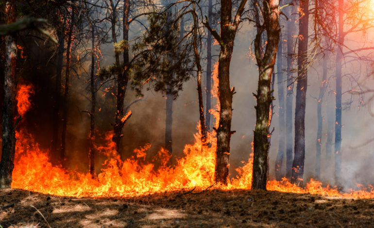 Dramatyczna sytuacja zagrożenia pożarowego w pomorskich lasach