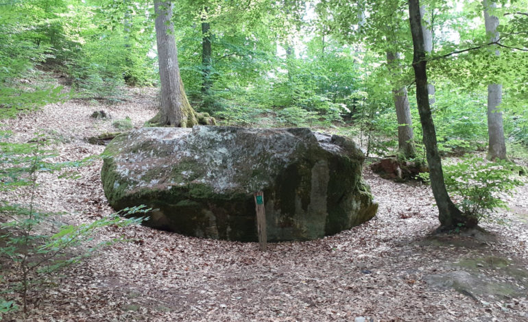 Diabelski Kamień ukryty w podlęborskim lesie