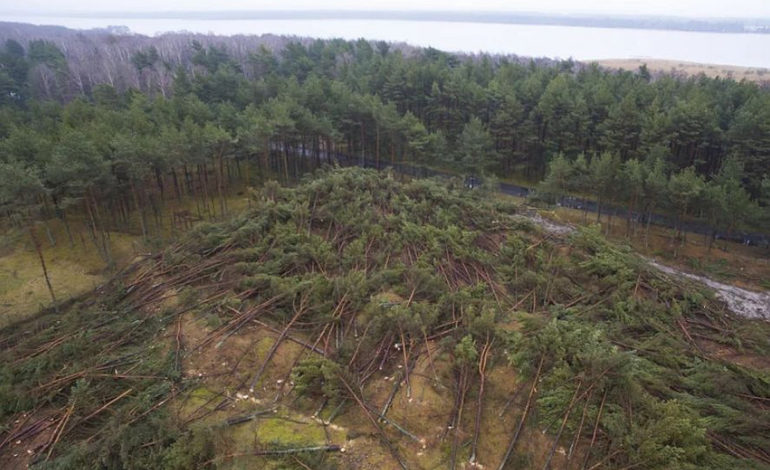 Rozprawa apelacyjna ws. wycinki lasu w Łebie. Wyrok 5 listopada