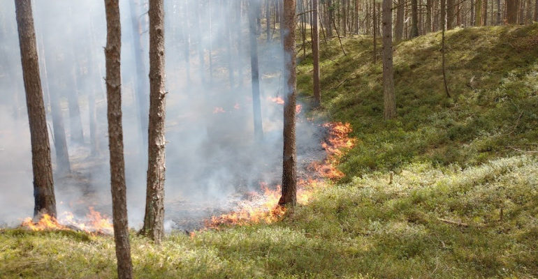 Pożar lasu w Białogórze!