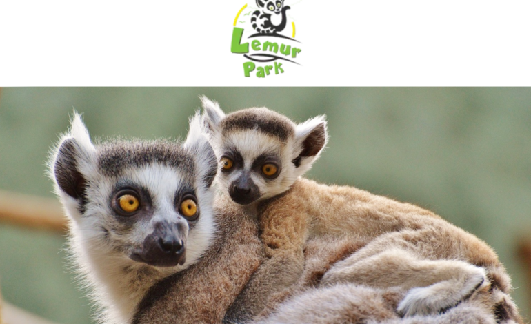Co wiesz o Lemurach? Dowiedz się więcej o Królu Julianie i odwiedź Lemur Park!