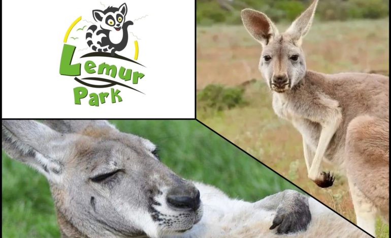 Co wiesz o Kangurach Walabia? Odwiedź Lemur Park!
