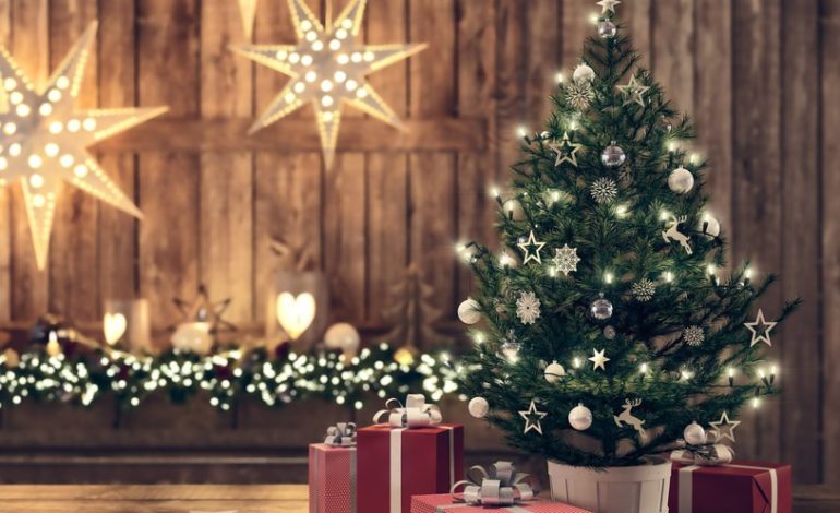 Ile zapłacimy za świąteczną choinkę? Ceny drzewek oszalały… 