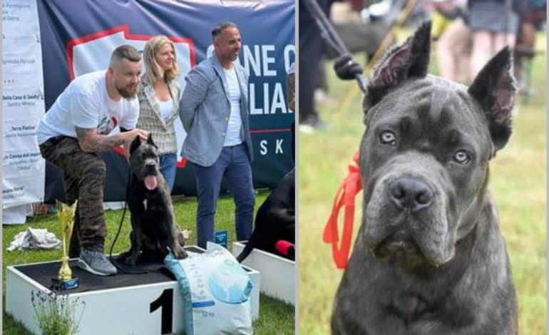  Imbir – najlepszym młodym psem w swojej rasie w Polsce