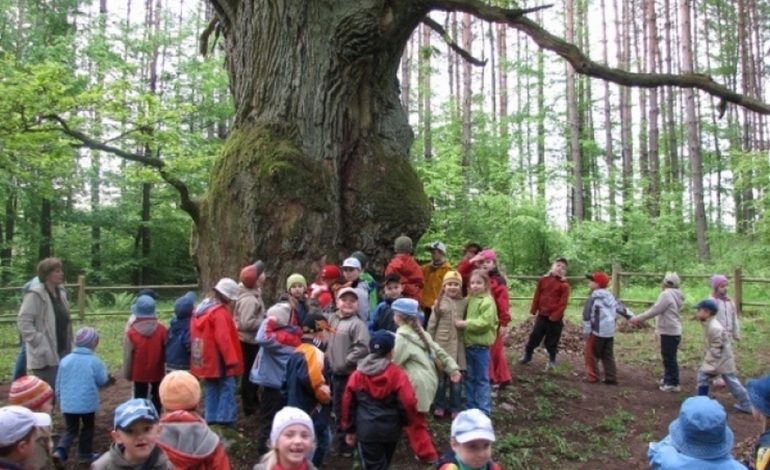  Zobacz jedno z najstarszych polskich drzew. To tuż koło Lęborka [Zdjęcia]